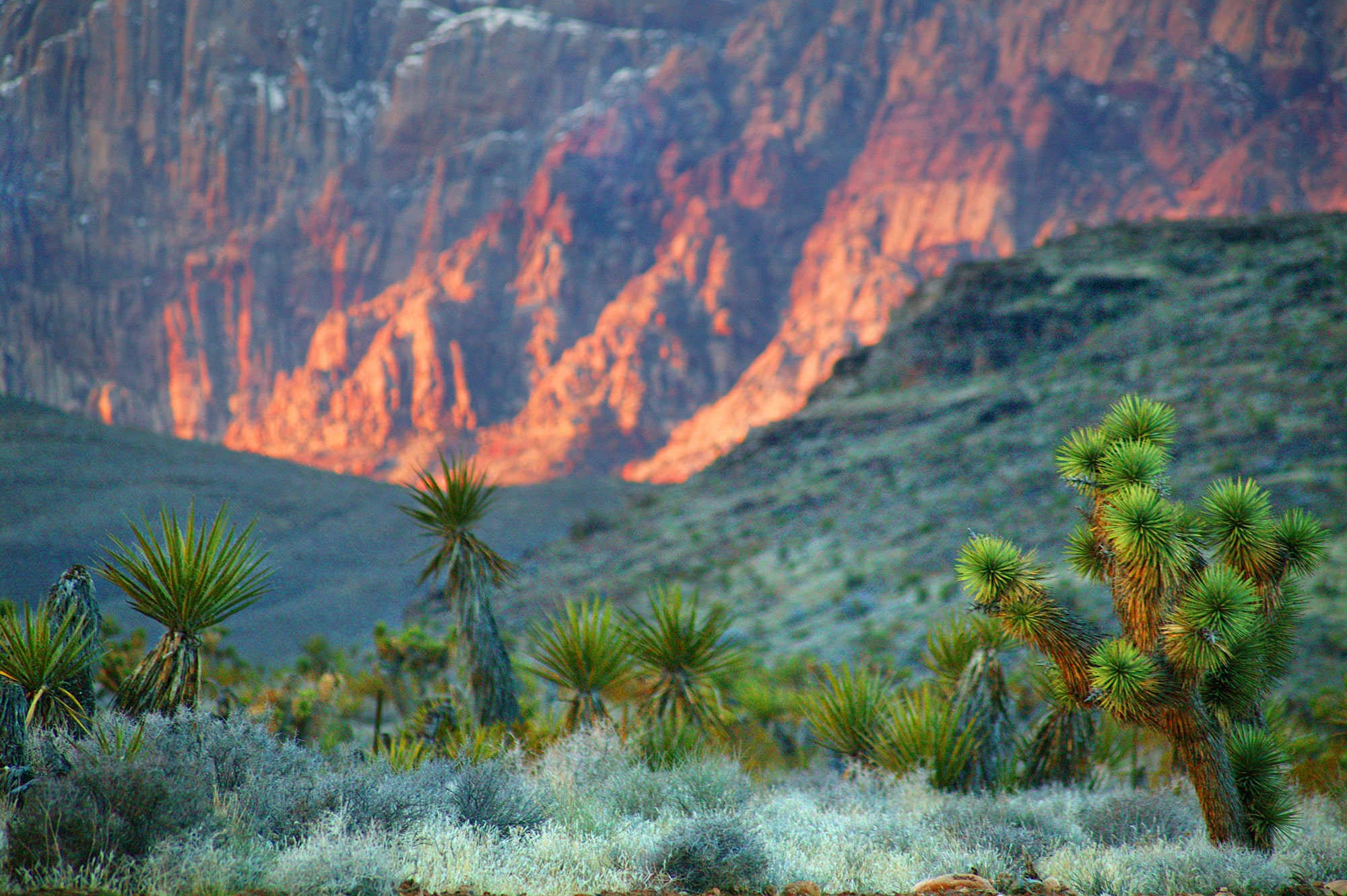 Cactuses in the desert at Summerlin