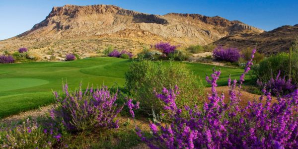 Flowers on a golf course in The Ridges in Summerlin
