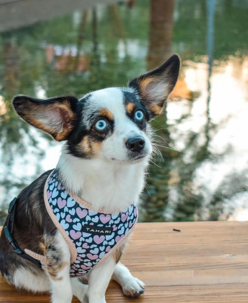 Aussie Corgi at Downtown Summerlin