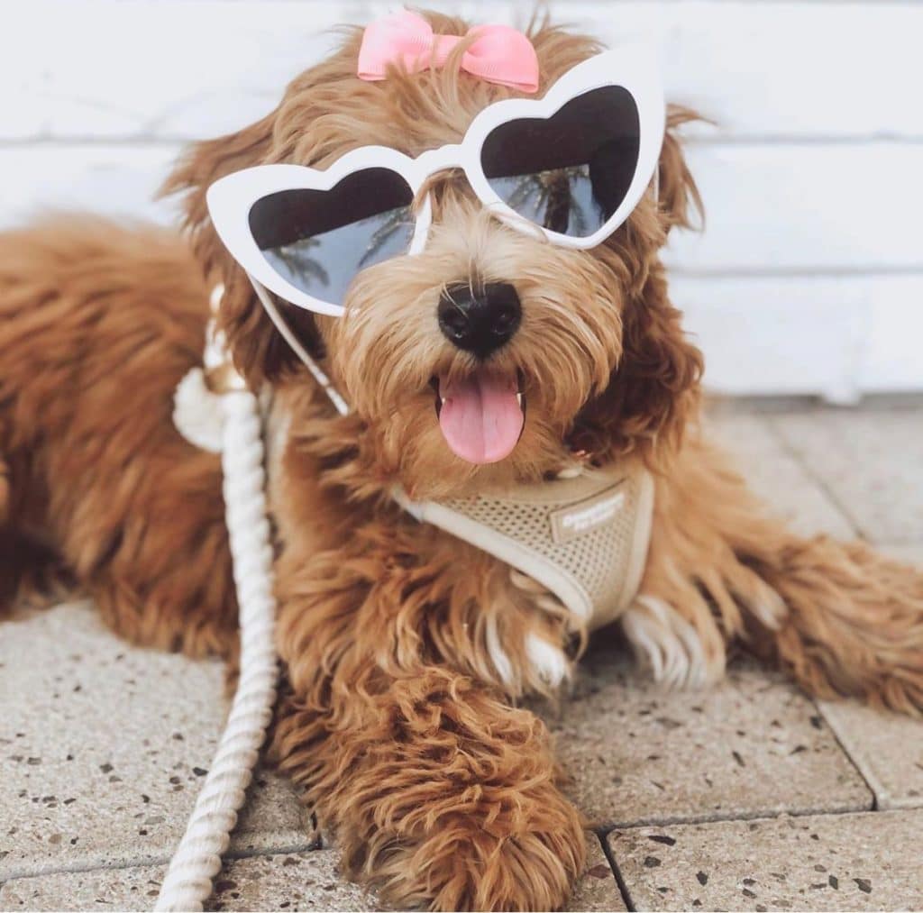 Baby Finley the doodle at Downtown Summerlin