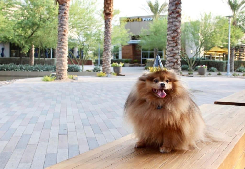 Pomeranian at Downtown Summerlin