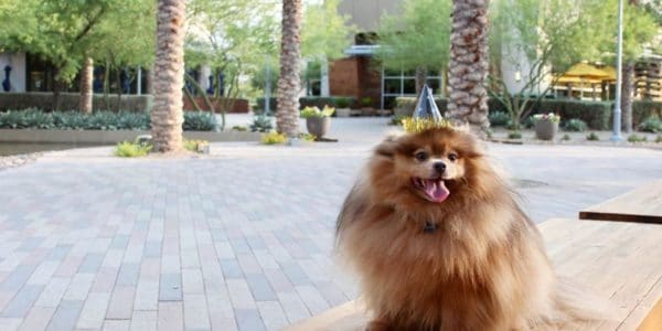 Pomeranian at Downtown Summerlin