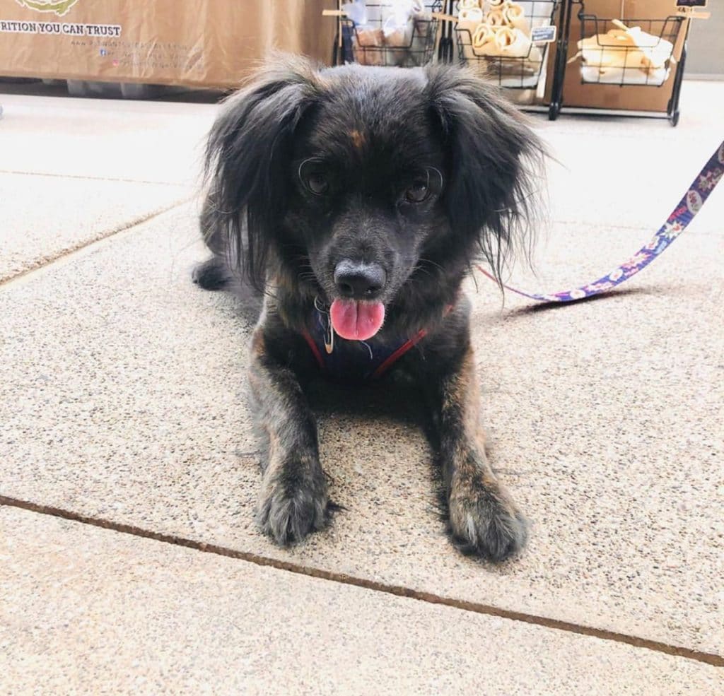 Max the puppy at Downtown Summerlin