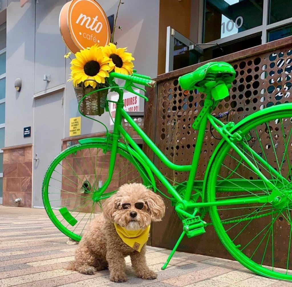 Dog in sunglasses at Downtown Summerlin