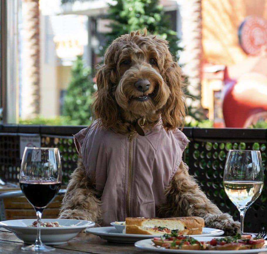 Golden Doodle at Downtown Summerlin