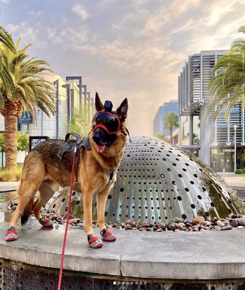 German Shepard at Downtown Summerlin