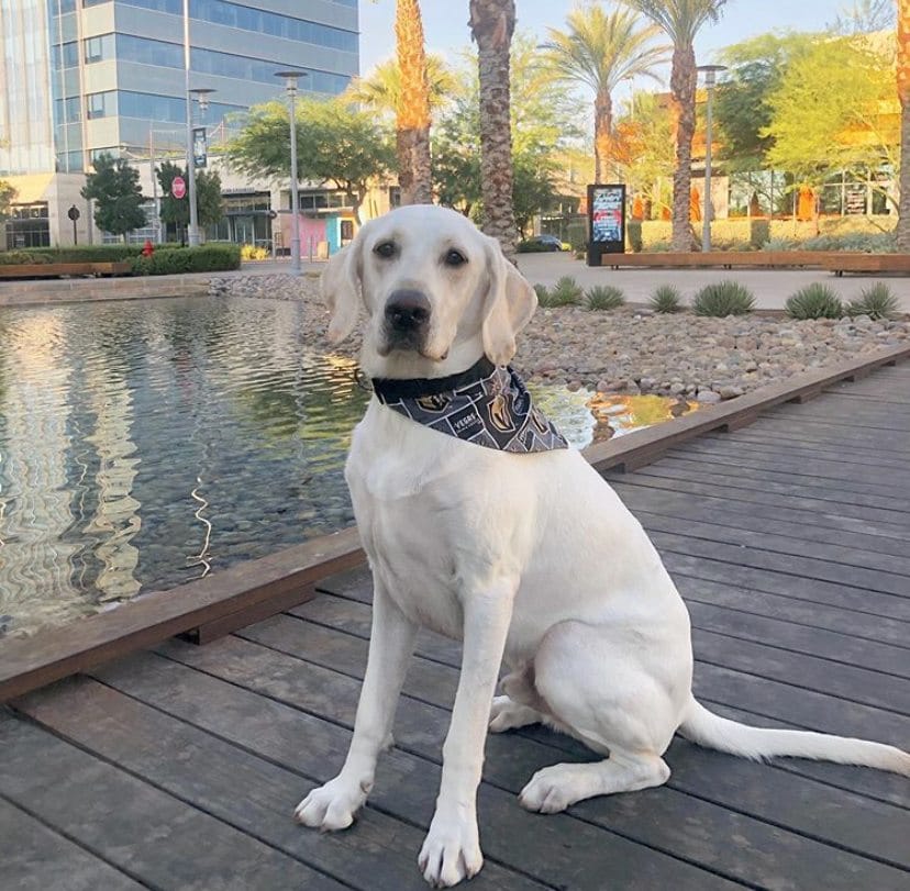 White lab at Downtown Summerlin