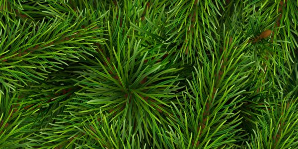 Christmas Tree Pine Leaves