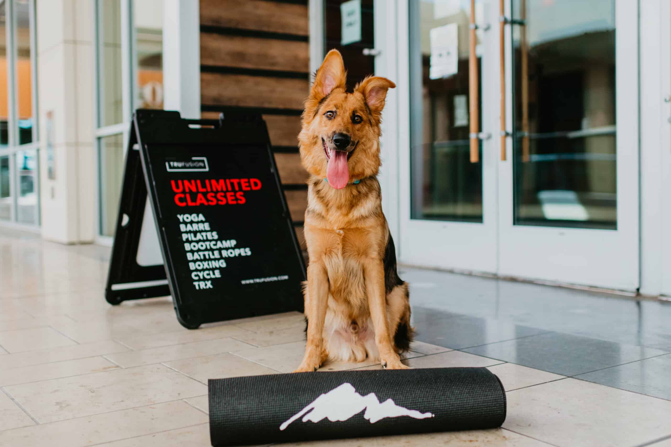 2023 Dogs Of DTS Calendar Contest Summerlin