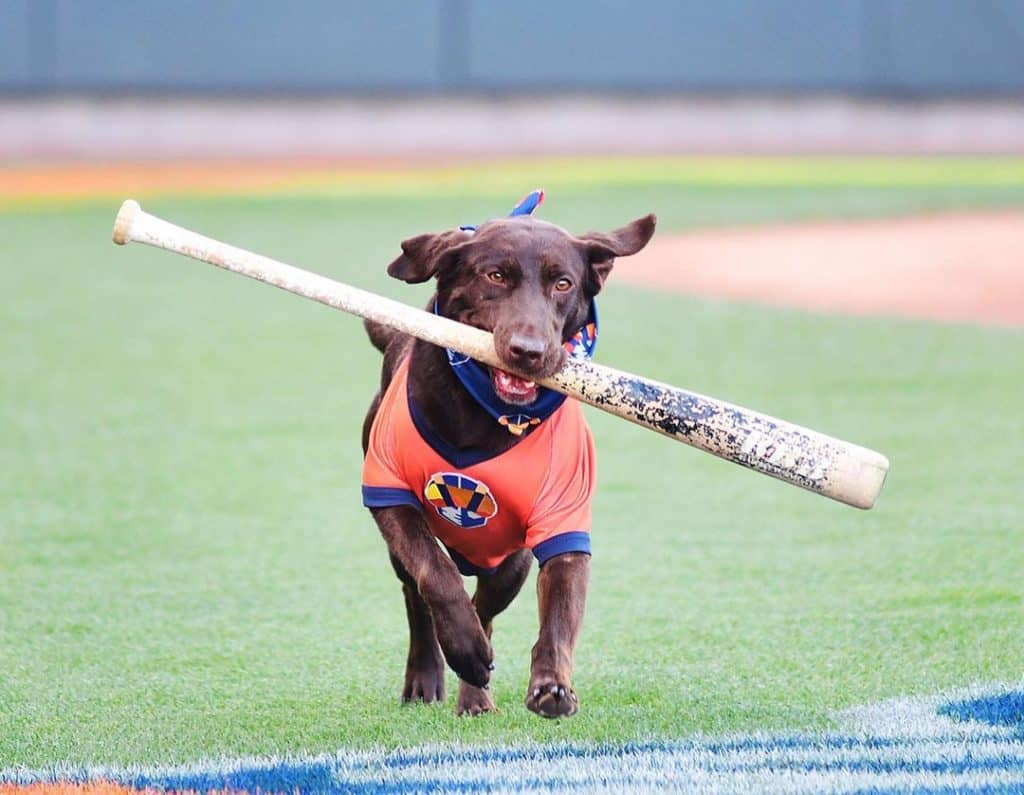 Lambo the Bat Dog
