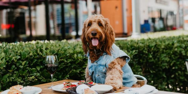 Dog on Patio at DTS